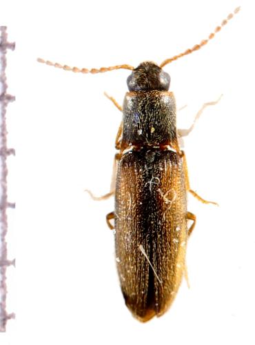 Réf. 324 078 : Agriotes pallidulus